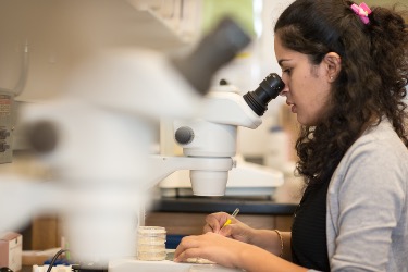 Marquette student looking through microscope.